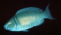 Image of Scarus xanthopleura (Red parrotfish)