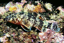 Image of Scorpaenodes xyris (Rainbow scorpionfish)