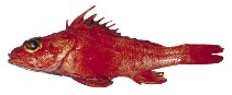 Image of Sebastolobus altivelis (Longspine thornyhead)