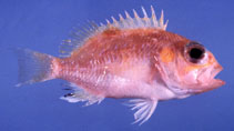 Image of Selenanthias analis (Pearl-spotted fairy basslet)