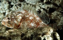 Image of Sebastapistes ballieui (Spotfin scorpionfish)