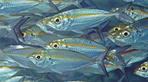 Image of Selar boops (Oxeye scad)