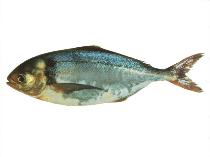 Image of Seriolella brama (Common warehou)