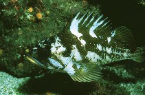 Image of Sebastes carnatus (Gopher rockfish)