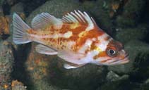Image of Sebastes caurinus (Copper rockfish)