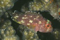 Image of Sebastapistes cyanostigma (Yellowspotted scorpionfish)