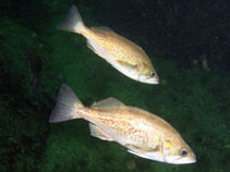 Image of Sebastes entomelas (Widow rockfish)