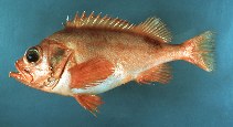 Image of Sebastes fasciatus (Acadian redfish)