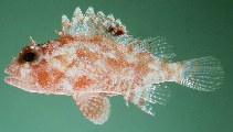 Image of Sebastapistes galactacma (Galactacma scorpionfish)