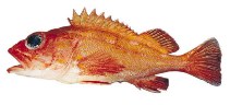 Image of Sebastes helvomaculatus (Rosethorn rockfish)