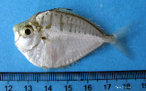 Image of Deveximentum interruptum (Pig-nosed pony-fish)