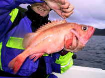 Image of Sebastes norvegicus (Golden redfish)