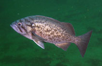 Image of Sebastes mystinus (Blue rockfish)