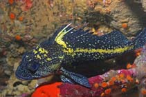 Image of Sebastes nebulosus (China rockfish)