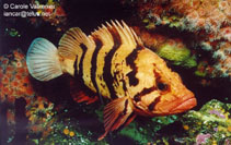 Image of Sebastes nigrocinctus (Tiger rockfish)