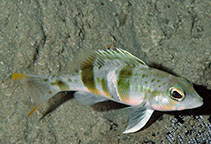 Image of Serranus notospilus (Saddle bass)