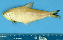 Image of Setipinna paxtoni (Humpback hairfin anchovy)