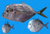 Image of Selene peruviana (Peruvian moonfish)