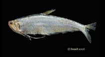 Image of Setipinna phasa (Gangetic hairfin anchovy)