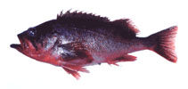 Image of Sebastes polyspinis (Northern rockfish)