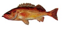Image of Sebastes proriger (Redstripe rockfish)