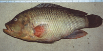 Image of Serranochromis robustus (Yellow-belly bream)