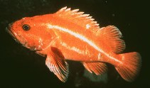 Image of Sebastes ruberrimus (Yelloweye rockfish)