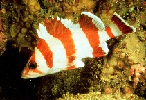 Image of Sebastes rubrivinctus (Flag rockfish)