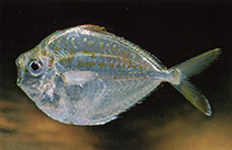 Image of Leiognathus ruconius (Deep pugnose ponyfish)