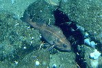 Image of Sebastes rufus (Bank rockfish)