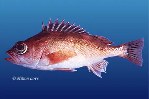 Image of Sebastes saxicola (Stripetail rockfish)