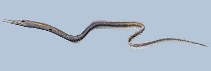 Image of Serrivomer sector (Sawtooth eel)