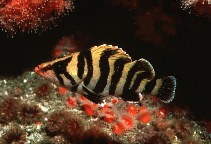 Image of Sebastes serriceps (Treefish)