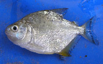 Image of Serrasalmus spilopleura (Speckled piranha)