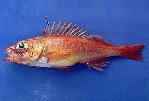 Image of Sebastes wilsoni (Pygmy rockfish)