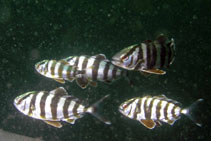 Image of Seriola zonata (Banded rudderfish)