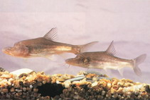 Image of Sinocyclocheilus anophthalmus (Eyeless golden-line fish)