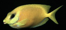 Image of Siganus corallinus (Blue-spotted spinefoot)