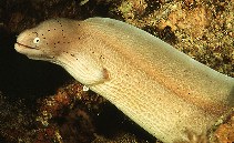 Image of Gymnothorax griseus (Geometric moray)