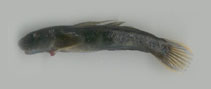 Image of Sicyopterus griseus 