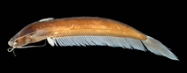 Image of Silurichthys ligneolus (Brown leaf catfish)