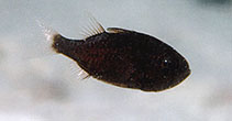 Image of Siphamia majimai (Striped siphonfish)