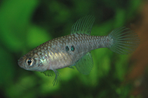 Image of Simpsonichthys marginatus 