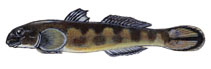 Image of Sicyopterus micrurus (Clinging goby)
