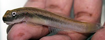 Image of Sicyopterus microcephalus 