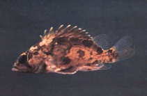 Image of Siniperca obscura 