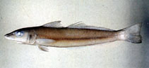 Image of Sillago parvisquamis (Small-scale sillago)