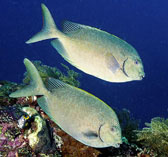 Image of Siganus punctatus (Goldspotted spinefoot)