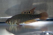 Image of Simpsonichthys santanae 