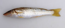 Image of Sillago schomburgkii (Yellowfin whiting)